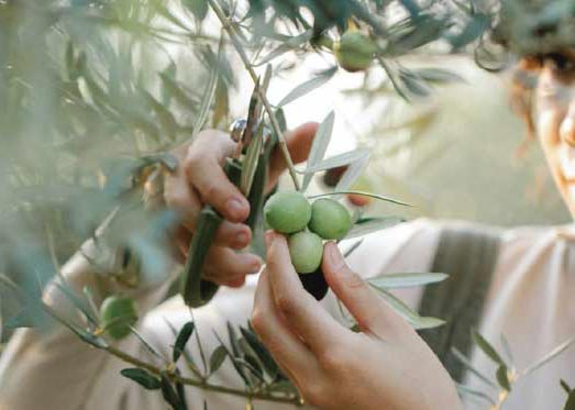 Understanding the Positive Effects of Extra Virgin Olive Oil on Cardiovascular Diseases