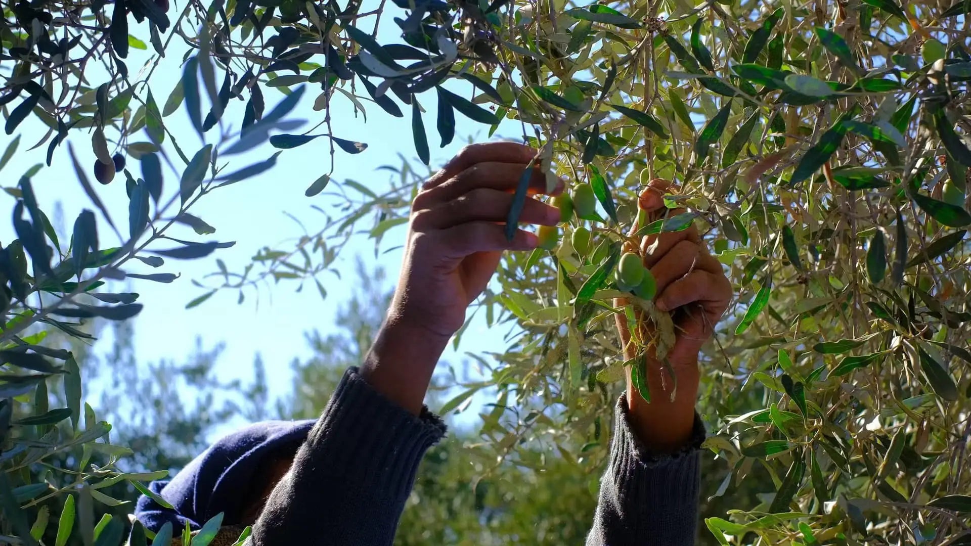 2025 NYIOOC’ta Rekorlar ve Öne Çıkanlar