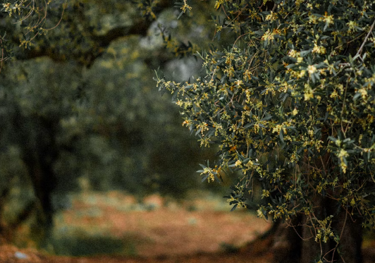 Olive Oil Demand Expected to Rise Along with Supply