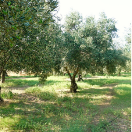 Oleassos Olive Oil